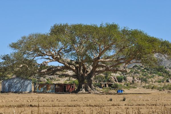 Baobab Ağacı Ve Meyvesi Farklı Medeniyetlerin Uzun Yaşam İksiri